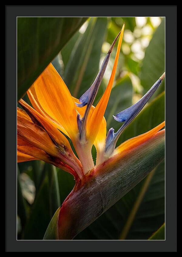 Bird Of Paradise Bloom