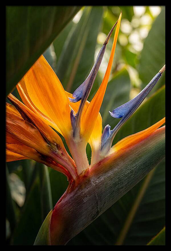 Bird Of Paradise Bloom