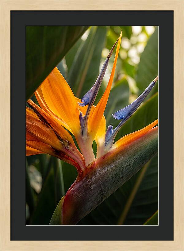 Bird Of Paradise Bloom