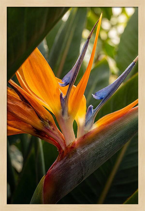 Bird Of Paradise Bloom