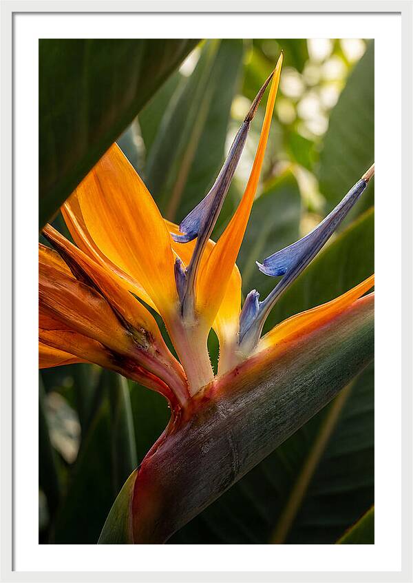 Bird Of Paradise Bloom