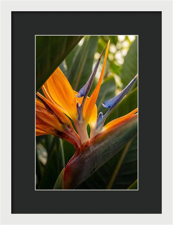 Bird Of Paradise Bloom