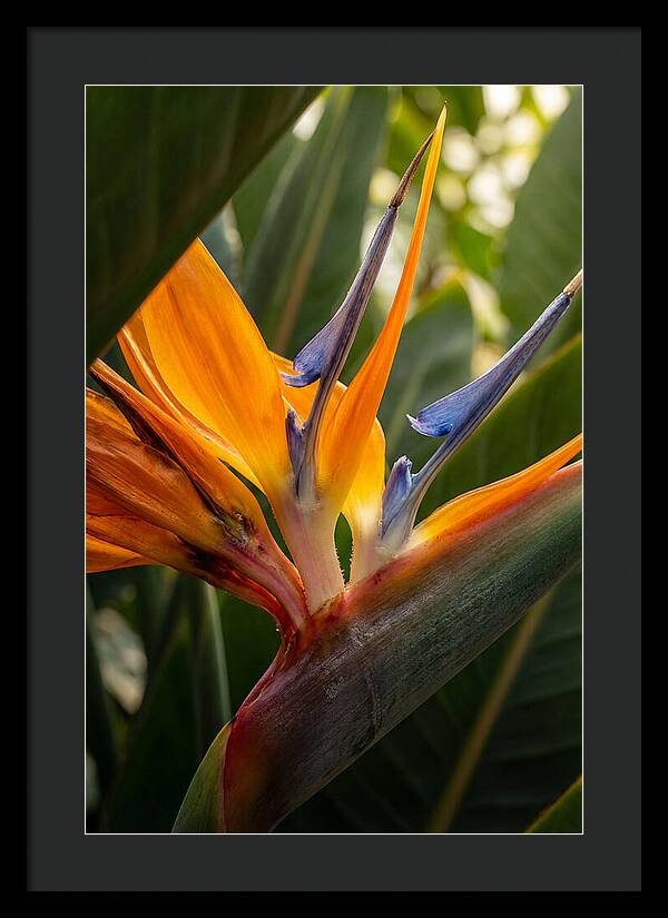 Bird Of Paradise Bloom