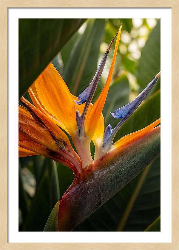 Bird Of Paradise Bloom