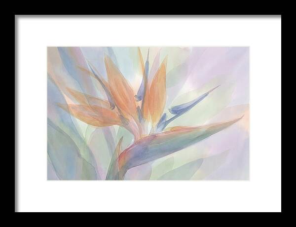 Bird Of Paradise Bloom