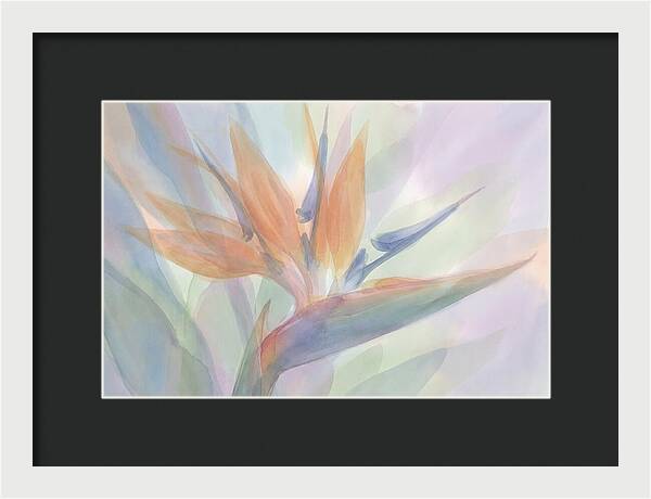 Bird Of Paradise Bloom