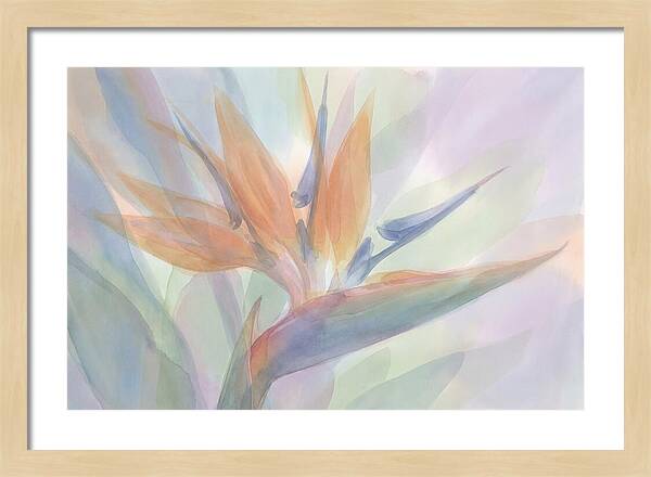 Bird Of Paradise Bloom