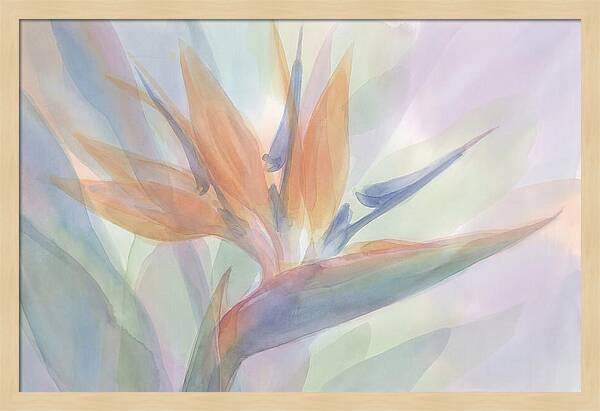 Bird Of Paradise Bloom