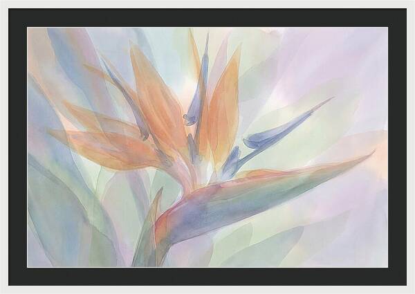 Bird Of Paradise Bloom