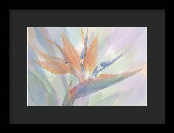 Bird Of Paradise Bloom