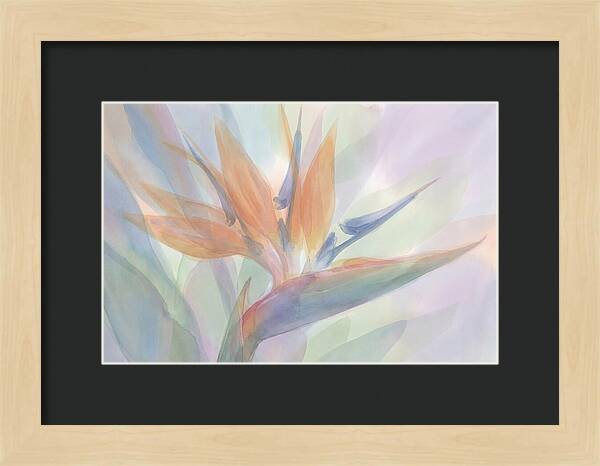 Bird Of Paradise Bloom