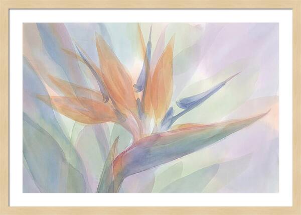 Bird Of Paradise Bloom