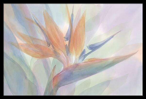 Bird Of Paradise Bloom