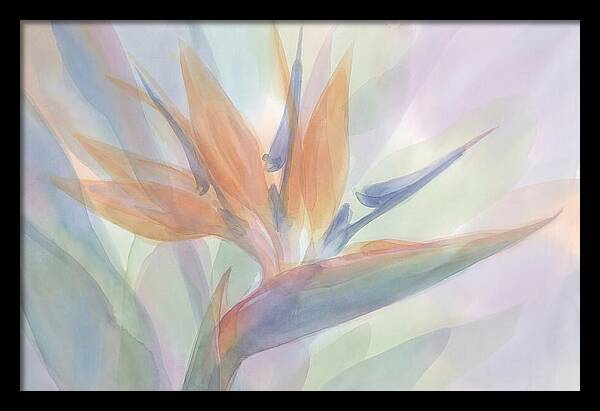 Bird Of Paradise Bloom