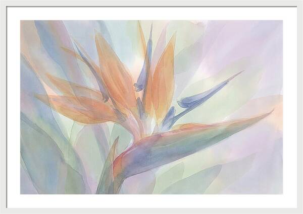 Bird Of Paradise Bloom