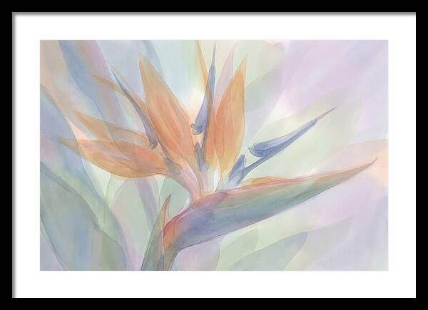Bird Of Paradise Bloom