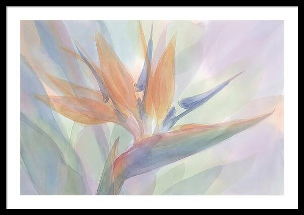 Bird Of Paradise Bloom