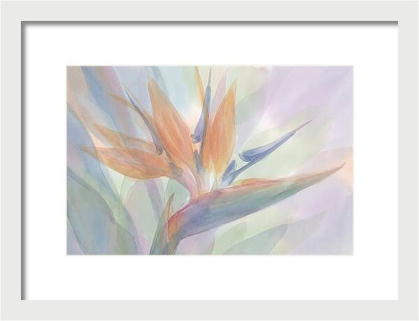 Bird Of Paradise Bloom