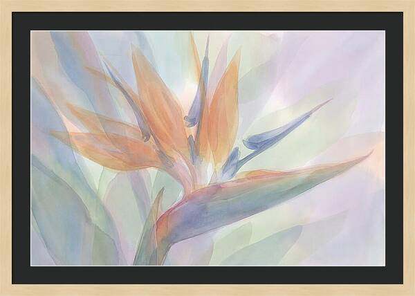 Bird Of Paradise Bloom