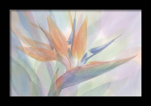 Bird Of Paradise Bloom
