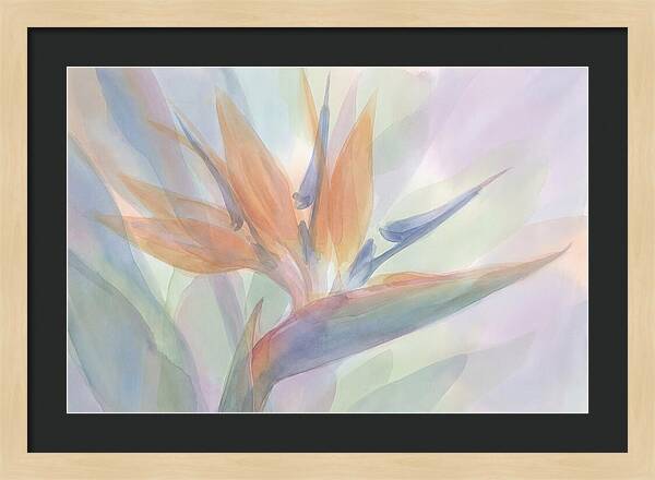 Bird Of Paradise Bloom