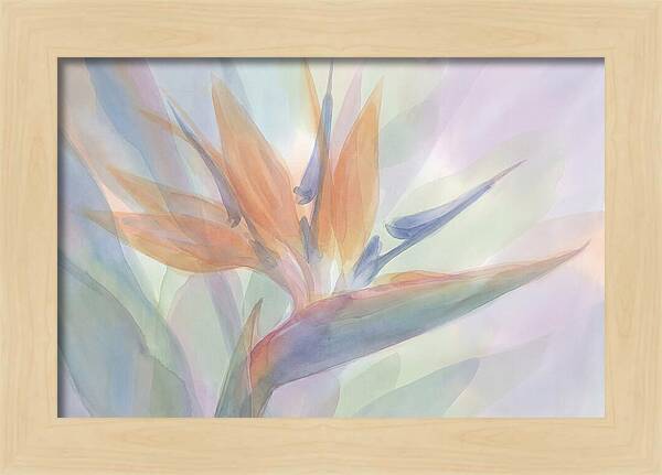Bird Of Paradise Bloom