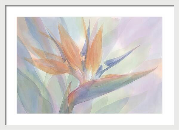 Bird Of Paradise Bloom
