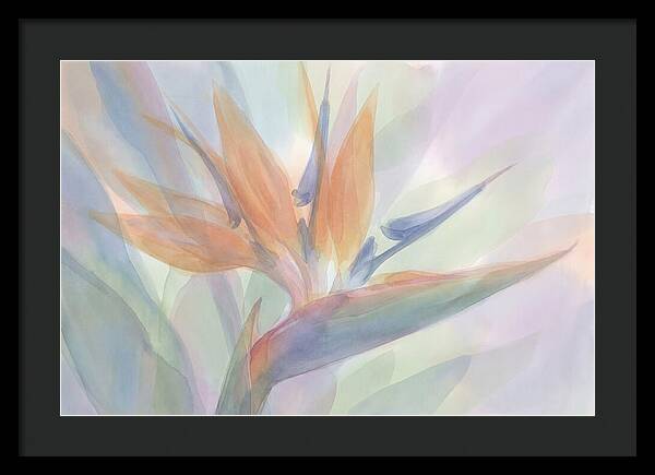Bird Of Paradise Bloom