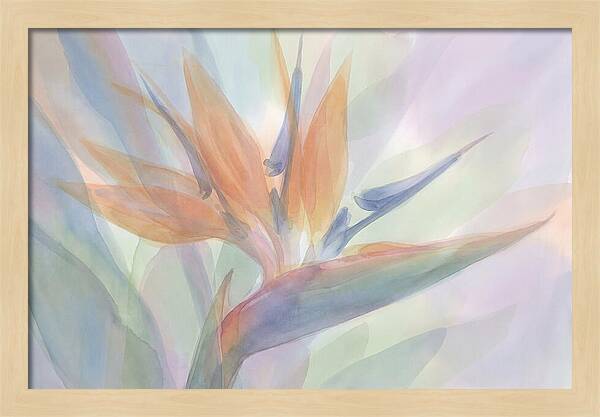 Bird Of Paradise Bloom