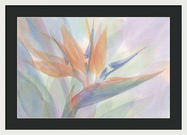 Bird Of Paradise Bloom