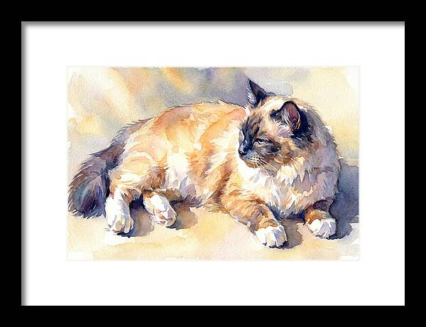 Birman Cat Relaxing In Sunlight