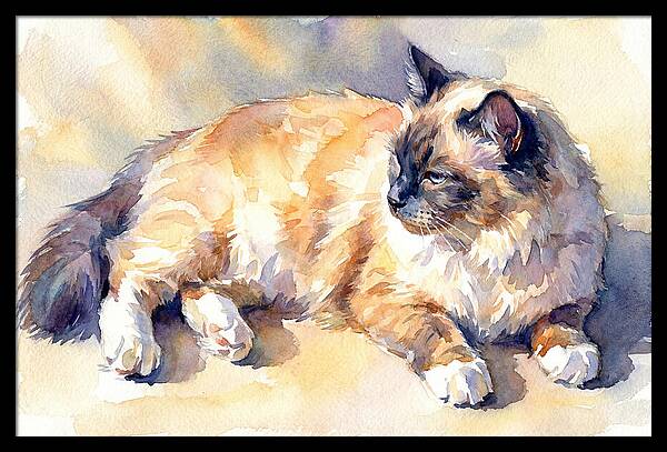 Birman Cat Relaxing In Sunlight