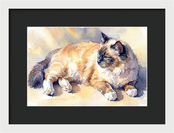 Birman Cat Relaxing In Sunlight