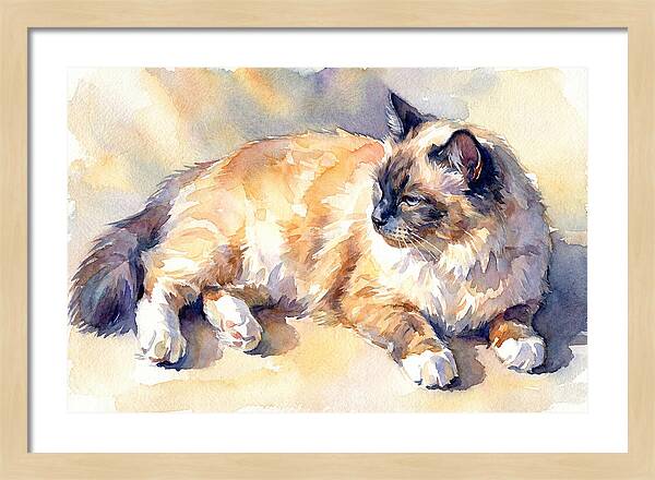 Birman Cat Relaxing In Sunlight