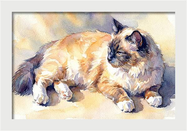 Birman Cat Relaxing In Sunlight
