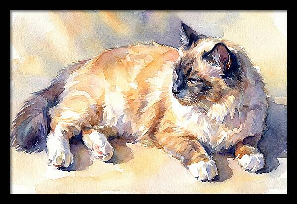 Birman Cat Relaxing In Sunlight