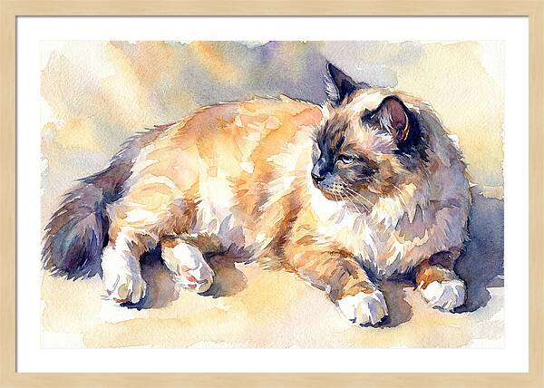 Birman Cat Relaxing In Sunlight