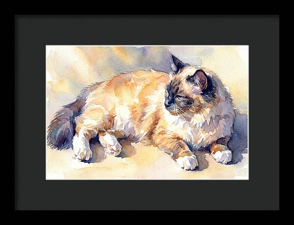 Birman Cat Relaxing In Sunlight