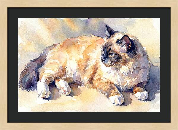 Birman Cat Relaxing In Sunlight