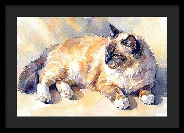 Birman Cat Relaxing In Sunlight