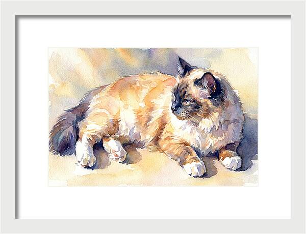 Birman Cat Relaxing In Sunlight