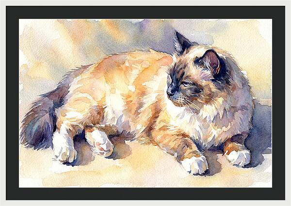 Birman Cat Relaxing In Sunlight