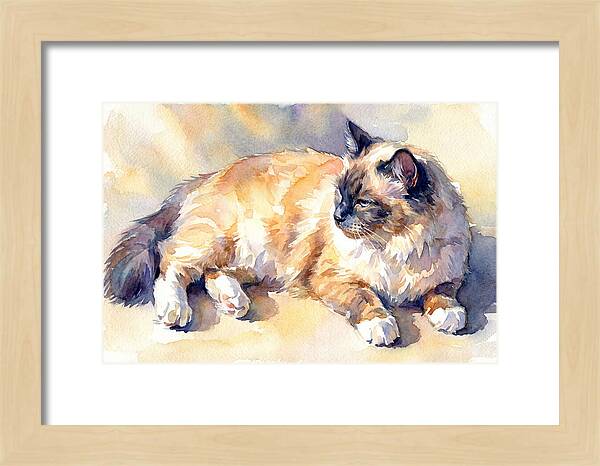 Birman Cat Relaxing In Sunlight