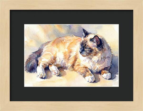 Birman Cat Relaxing In Sunlight