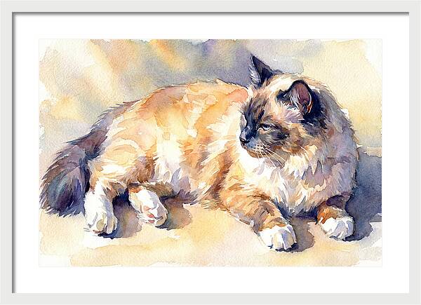 Birman Cat Relaxing In Sunlight
