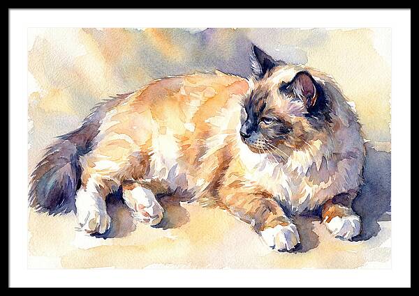 Birman Cat Relaxing In Sunlight