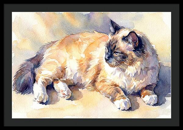 Birman Cat Relaxing In Sunlight