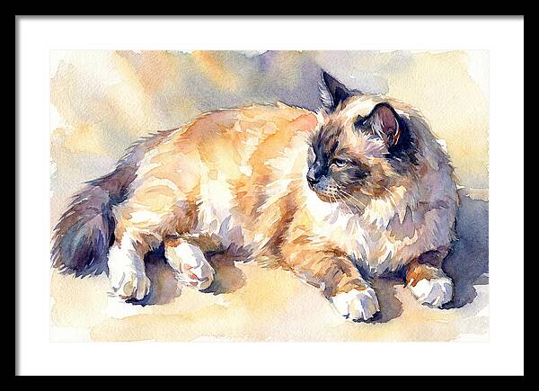 Birman Cat Relaxing In Sunlight