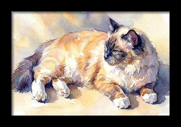 Birman Cat Relaxing In Sunlight