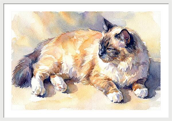 Birman Cat Relaxing In Sunlight